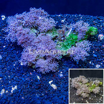 Xenia Coral Vietnam