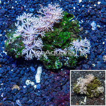 Xenia Coral Vietnam