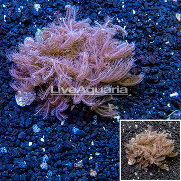 Waving Hand Coral Vietnam