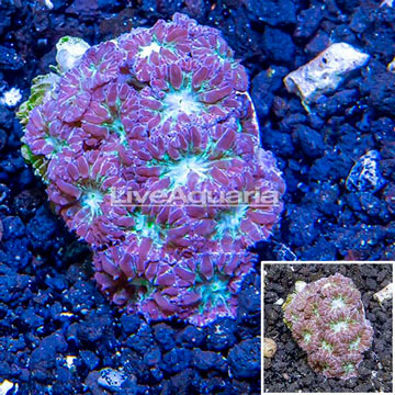 LiveAquaria® Cultured Blastomussa Merletti Coral