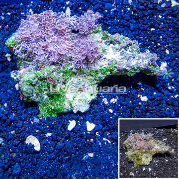 Xenia Coral Vietnam