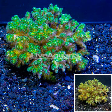 Pocillopora Coral Tonga