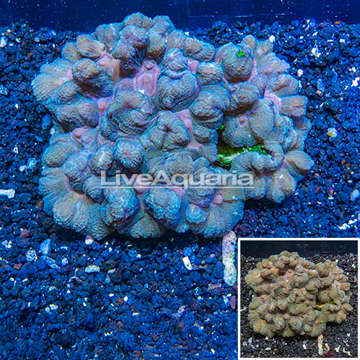 Pectinia Coral Australia