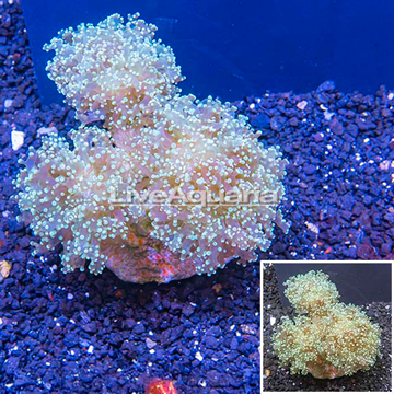 Frogspawn Coral Indonesia