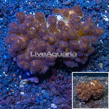 LiveAquaria® Cultured Stylophora Coral