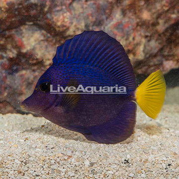 Purple Tang 