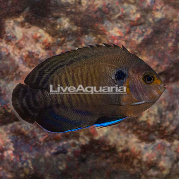 Bluefin Angelfish