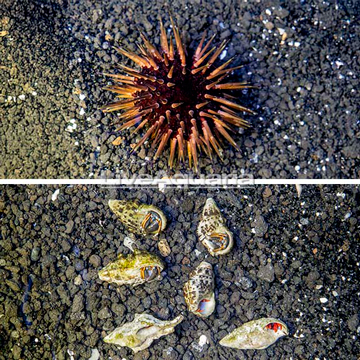 Pincushion Urchin, Scarlet Crab, & Yellowtipped Hermit Crab Cleaner Pack