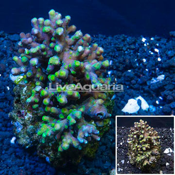 Acropora Coral Indonesia
