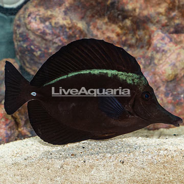 Black Longnose Tang 