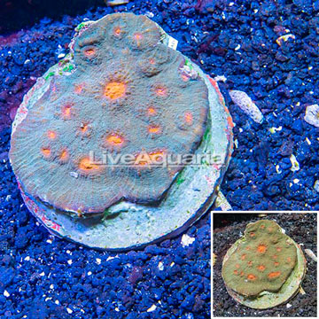 Ultra Chalice Coral Indonesia