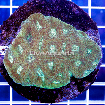 Favia Coral Indonesia