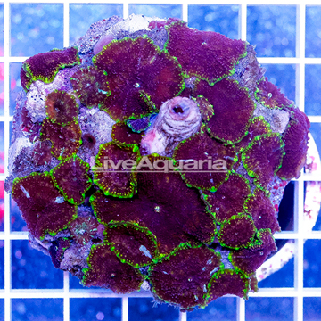 Rhodactis Mushroom Rock Indonesia