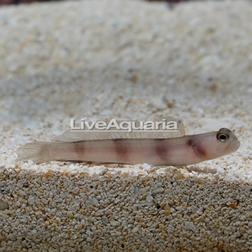 Wide-Barred Shrimp Goby