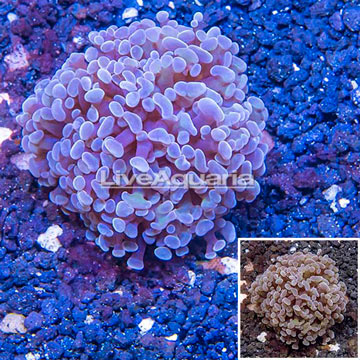 LiveAquaria® Cultured Ultra Hammer Coral