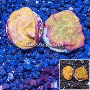 LiveAquaria® Two Pack Cultured Leptoseris Coral