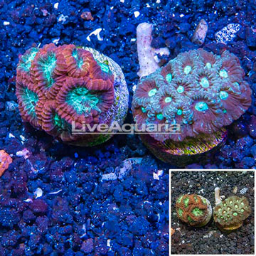 LiveAquaria® Two Pack Cultured Favia Coral