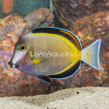 Powder Brown Tang
