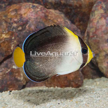 Singapore Angelfish