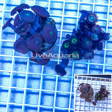 LiveAquaria® Two Pack Cultured Zoanthus and Protopalythoa Coral
