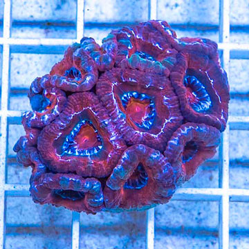 LiveAquaria® Cultured Acan Lord Coral