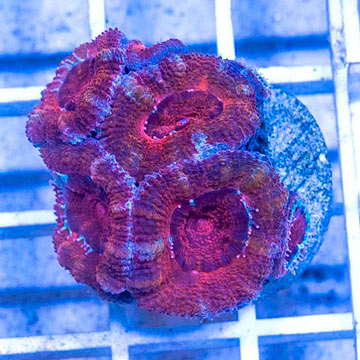 LiveAquaria® Cultured Acan Lord Coral