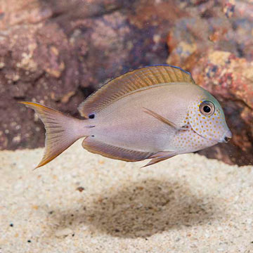 Lavender Tang