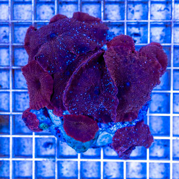 Actinodiscus Mushrooms Indonesia