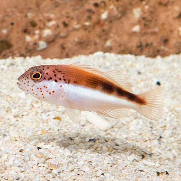 Freckled Hawkfish