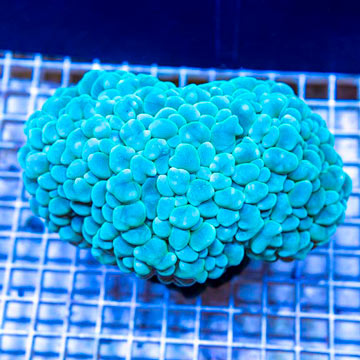 Bubble Coral Indonesia