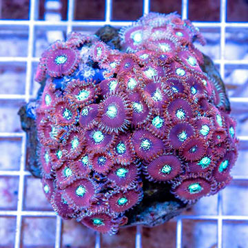 Zoanthus Coral Indonesia