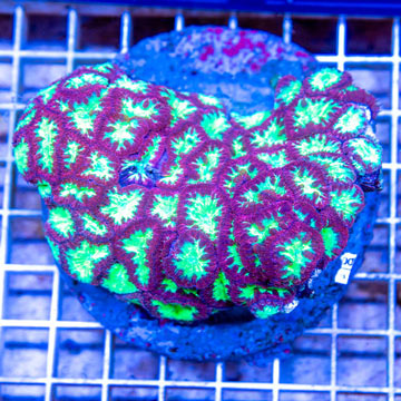 Blastomussa Coral Indonesia
