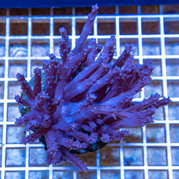 Tree Coral Indonesia