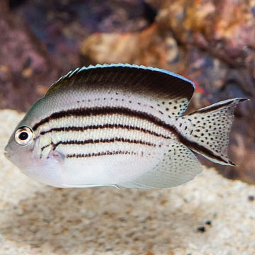 Lamarck Angelfish