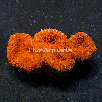 Aussie Lobed Brain Coral