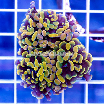 USA Cultured Branching Hammer Coral
