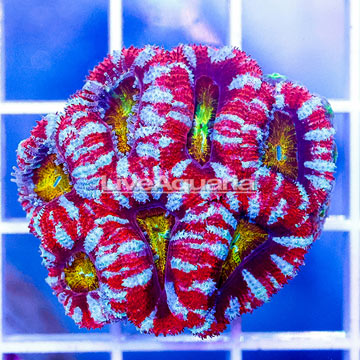 USA Cultured Ultra Acan Lord Coral