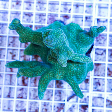 Green Porites Coral Fiji