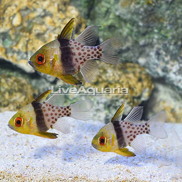 Pajama Cardinalfish (Trio)
