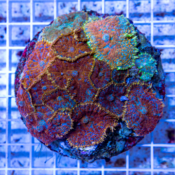 Rhodactis Mushroom Rock Indonesia