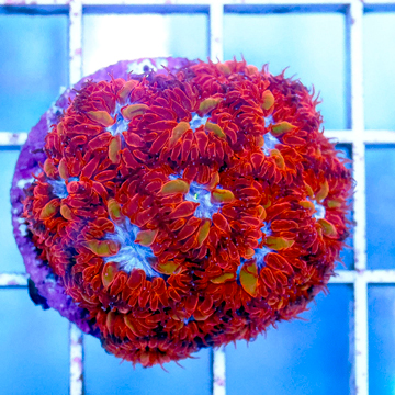 USA Cultured Blastomussa Merletti Coral