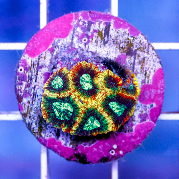 USA Cultured Favia Coral