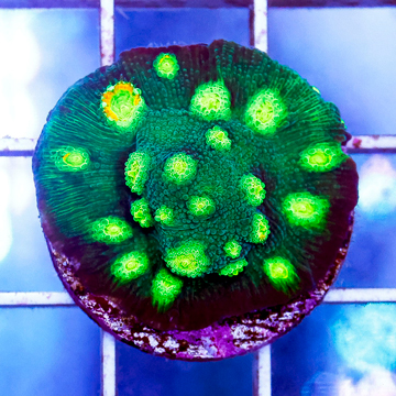 USA Cultured Cyphastrea Coral