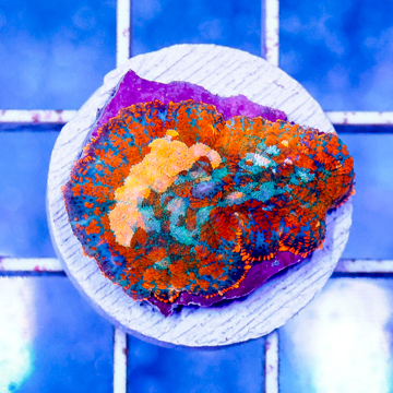 USA Cultured Rhodactis Mushroom Coral