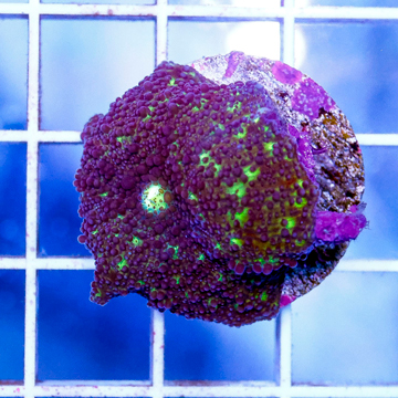 USA Cultured Rhodactis Mushroom Coral