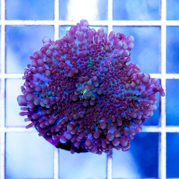 USA Cultured Ricordea Yuma Coral