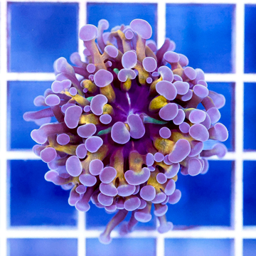 USA Cultured Hammer Coral