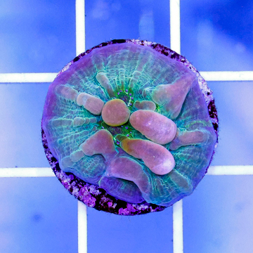 USA Cultured Bounce Chalice Coral