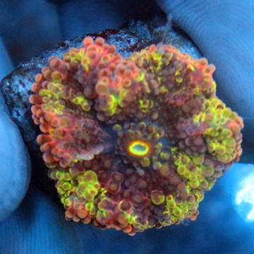 Rainbow Ricordea Mushroom Coral