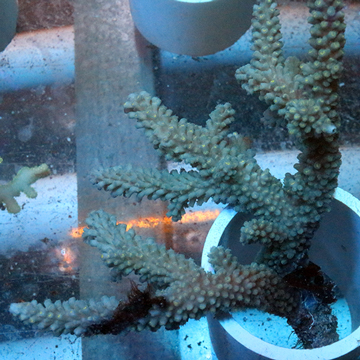 Acropora Coral Fiji